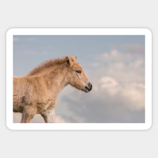 Foal Sticker